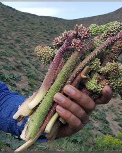 Uçkun (Reun Ribes) nedir? Uçkunun faydaları ve zararları nelerdir?