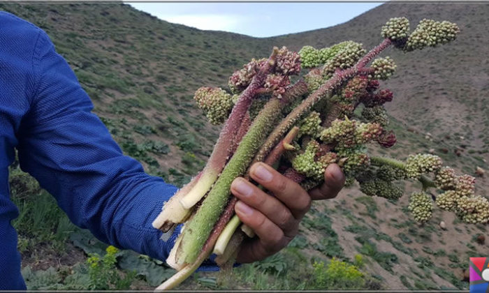 Uçkun (Reun Ribes) nedir? Uçkunun faydaları ve zararları nelerdir?