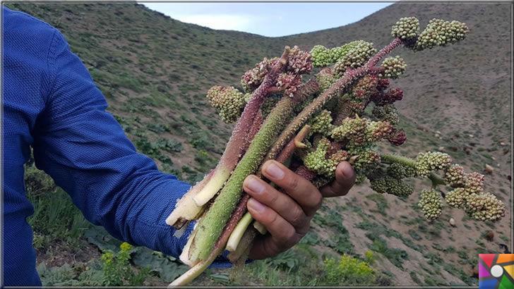 Uçkun (Reun Ribes) nedir? Uçkunun faydaları ve zararları nelerdir?
