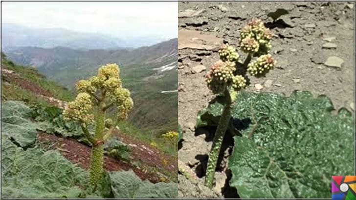 Uçkun (Reun Ribes) nedir? Uçkunun faydaları ve zararları nelerdir? | Doğu Anadolu bölgesindeki yaylalarda ona yayla muzu denmektedir