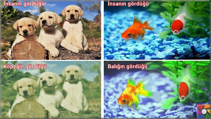 Hayvanlar nasıl görür? Hayvanların gözleri birbirinden farklı mı? | Köpekler nasıl görür? Akvaryum balıkları nasıl görür?