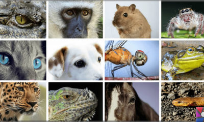 Hayvanlar nasıl görür? Hayvanların gözleri birbirinden farklı mı?