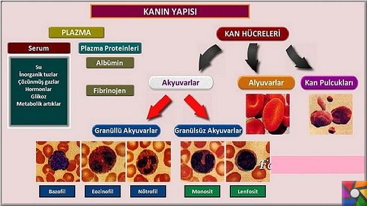 Kan nedir? Kanın yapısı ve özellikleri nelerdir? Yapay kan nedir? | Kanın içeriği yada kanın yapısı içinde bağışıklık sistemi için savaşan hücreler barındırır