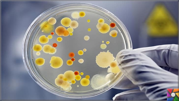 Mikroorganizmalar dostumuz mu yoksa en acımasız düşmanımız mı? | Zararlı bakterileri çoğaltmak için insanoğlu her şeyi bozmaya devam ediyor