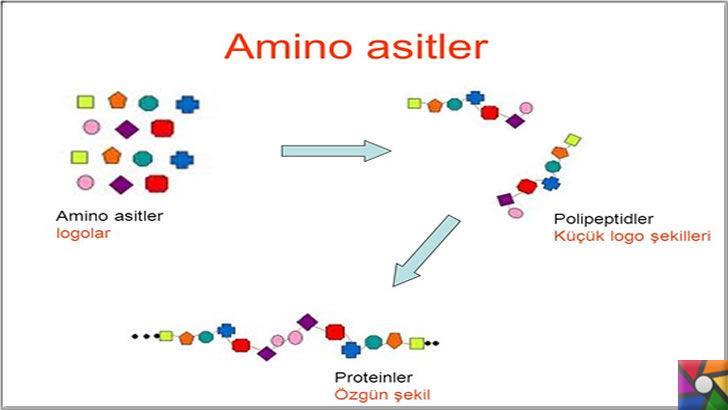 Amino Asitler birleşerek Proteinleri oluşturur