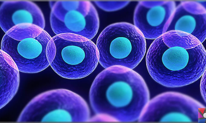 Kök hücre nedir? Kök hücre tedavisi nedir? Kök hücre nakli nasıl yapılır?