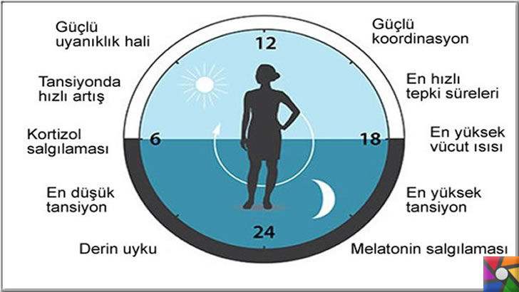 Oxford Üniversitesi'nden biyolojik saat uzmanı Profesör Russel Foster "Bu sistemi bir kez bozulması bile metabolizma üzerinde ciddi etkisi olacağını" diyor.