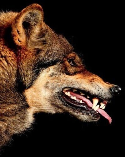 Köpeklerin evrimi ve insanla yakınlaşması ne zaman oldu?