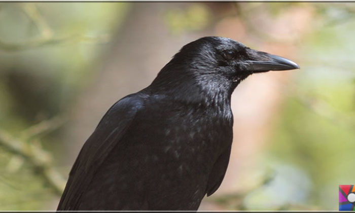 Kargagiller ailesinin en zeki kuşu Kuzgunların bilinmeyen özellikleri