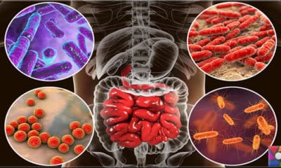 Bağırsak bakterileri bağışıklık sistemi için neden önemli?