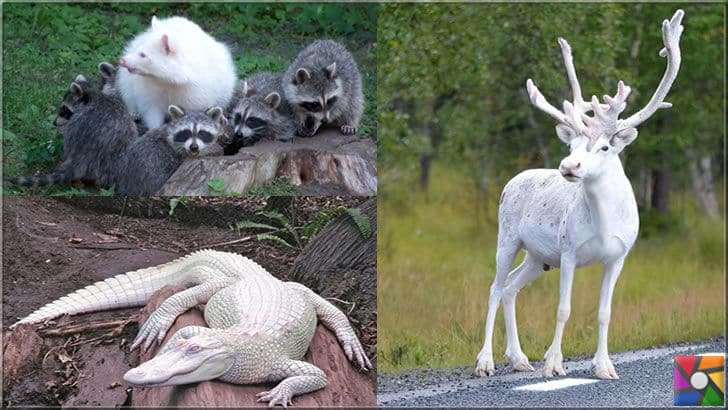 Albino geyik, timsah ve rakun