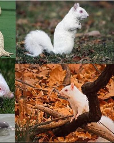 Albinizm nedir? Albino nedir? Albino hayvanlar nasıl yaşar?