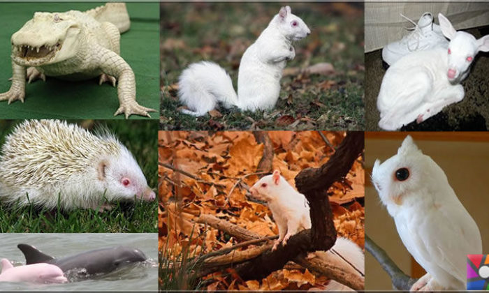 Albinizm nedir? Albino nedir? Albino hayvanlar nasıl yaşar?