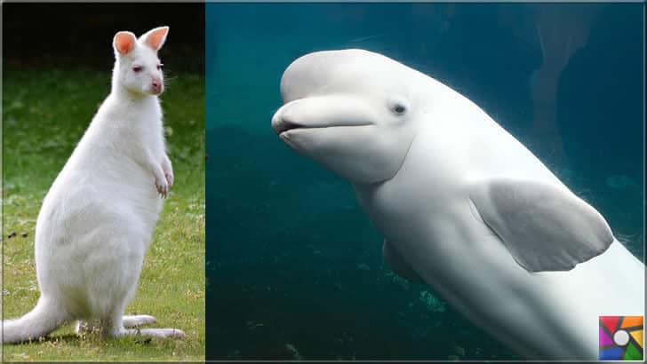 Albino kanguru ve yunus