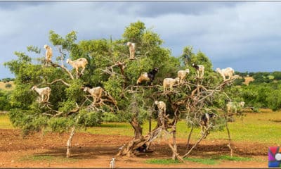 Argan yağı nasıl üretilir? Argan yağının faydaları nelerdir?