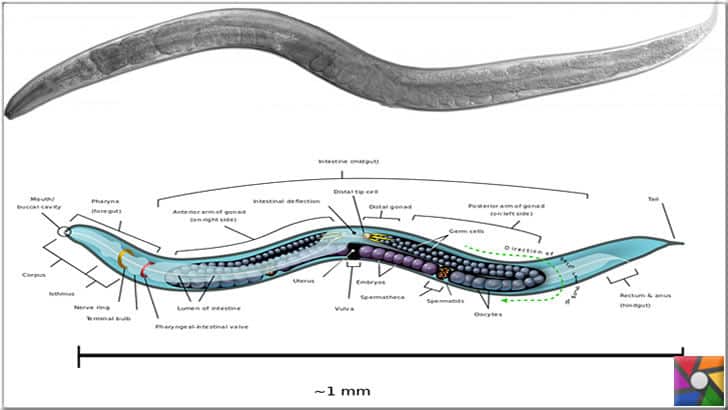 Sydney Brenner'in (C. elegans ) Saydam solucan'ın büyüklüğü