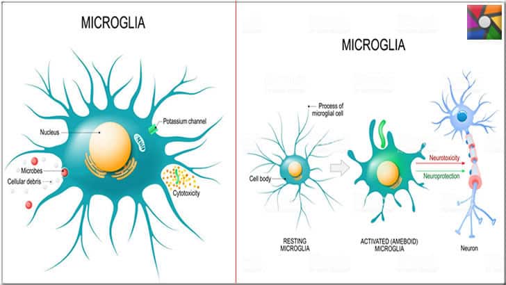 Microglia hücreleri