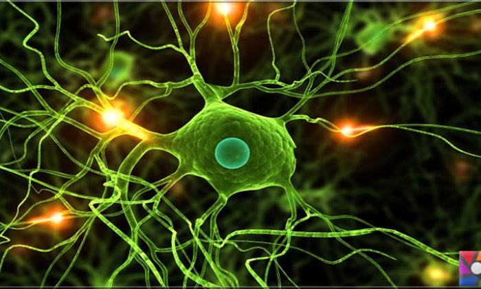 Mikroglia nedir? Mikrogliaların beyindeki işlevleri nelerdir?
