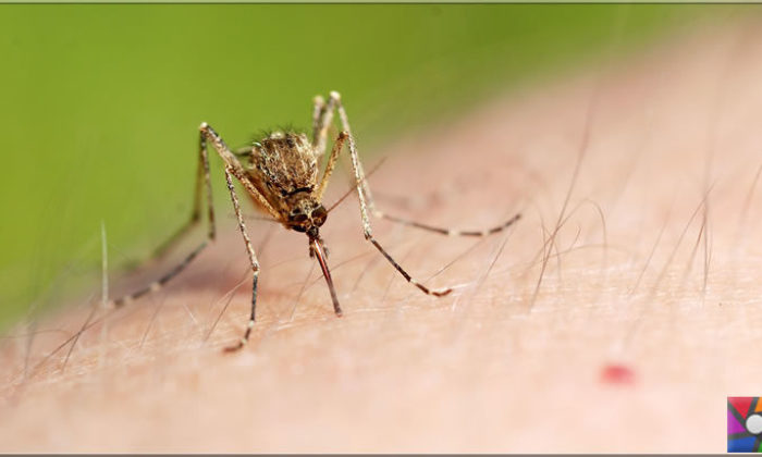 Sivrisinekten korunma yolları nelerdir?