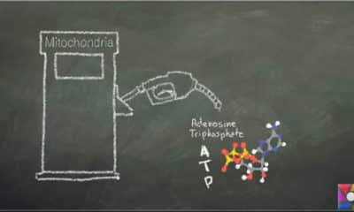 Hücrelerin enerji santralleri mitokondriler bağımsız mı çalışır?