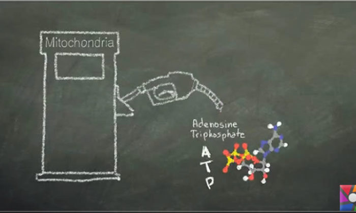 Hücrelerin enerji santralleri mitokondriler bağımsız mı çalışır?