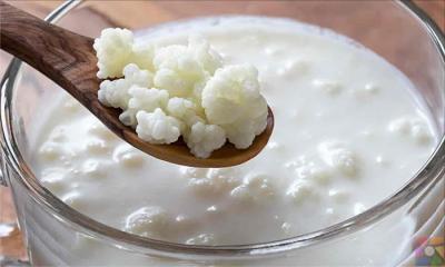 Kefir nasıl oluşur? Kefirin içinde neler var? Kefir alkollü mü?