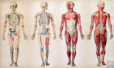Vücut yenileme süresi nedir? İnsan vücudu yenilenme hızı nedir?