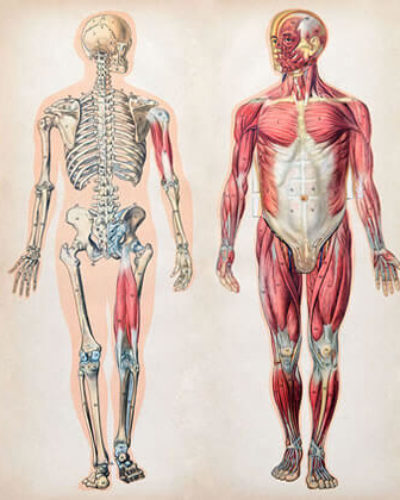 Vücut yenileme süresi nedir? İnsan vücudu yenilenme hızı nedir?