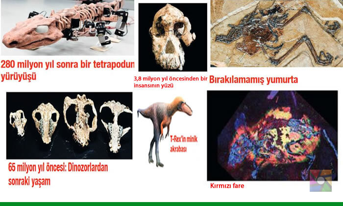 Dünyanın en eski fosili hangisi?