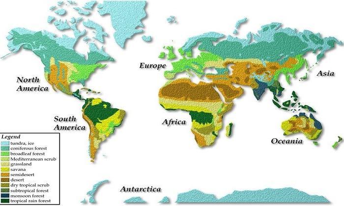 Dünya’da hangi bitki örtüleri var? Bitki örtüleri nasıl değişir?