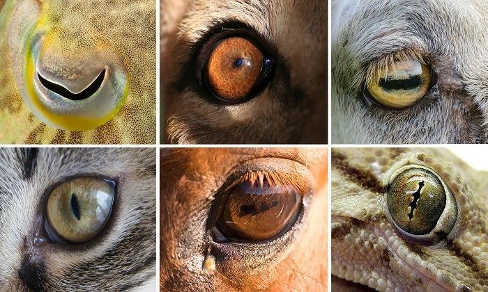 Hayvanların neden göz bebekleri farklıdır?