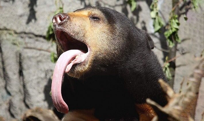 Hayvanlar dünyasından sıra dışı diller | Güneş ayısı