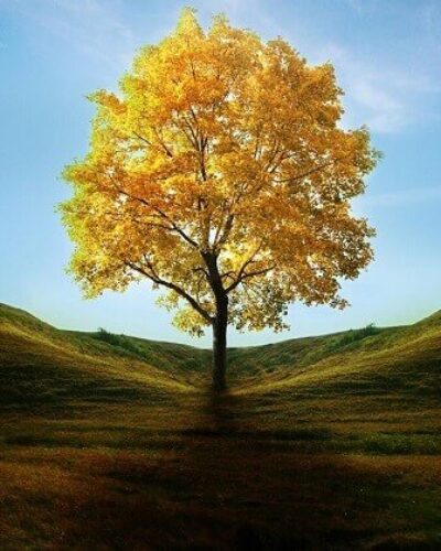 Hangi ağaçlar daha fazla serinlik verir?