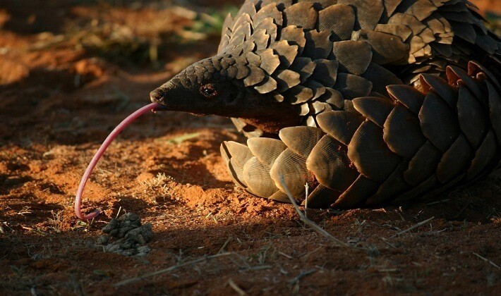 Hayvanlar dünyasından sıra dışı diller | Pangolin