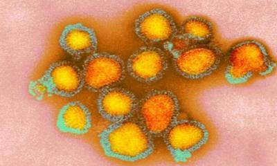 Tehlikeli bir koronavirüs türü daha: Domuz koronavirüsü