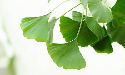 Ginkgo biloba nedir? Ginkgo biloba’nın harika faydaları