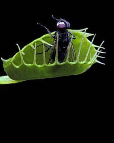 Etçil bitki Sinekkapan avını nasıl hissediyor?