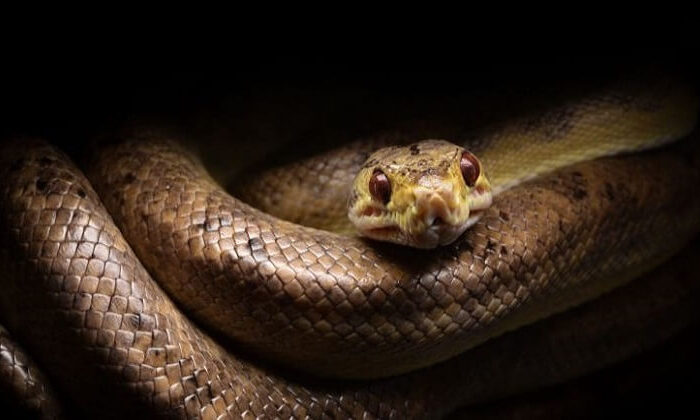Yılanlar zifiri karanlıkta nasıl görüyor? Yılanların bilinmeyen özellikleri