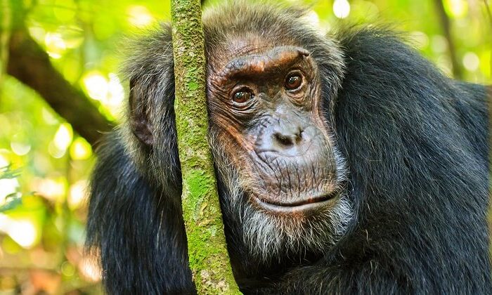 Şempanzeler kendi sosyal medyasını kullanıyor